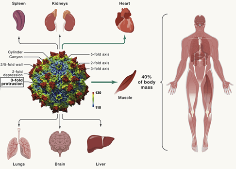 Tissue-Specific-AAV-2
