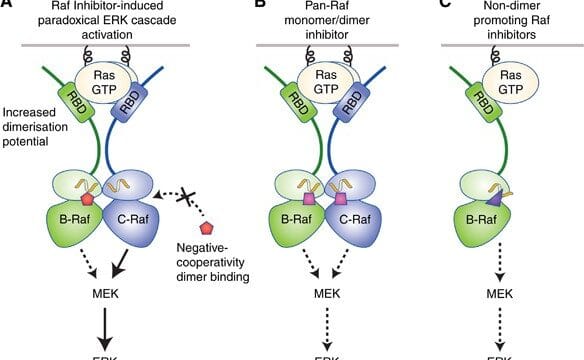 pan-raf-inhibition
