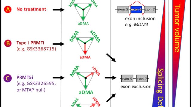 targeting PRMT1 and PRMT5 Family