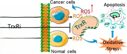 targeting TrxR