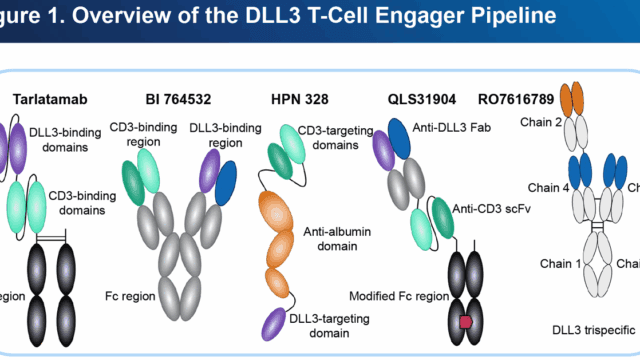 DLL3-TCE – 1 overview