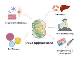 ipsc细胞治疗